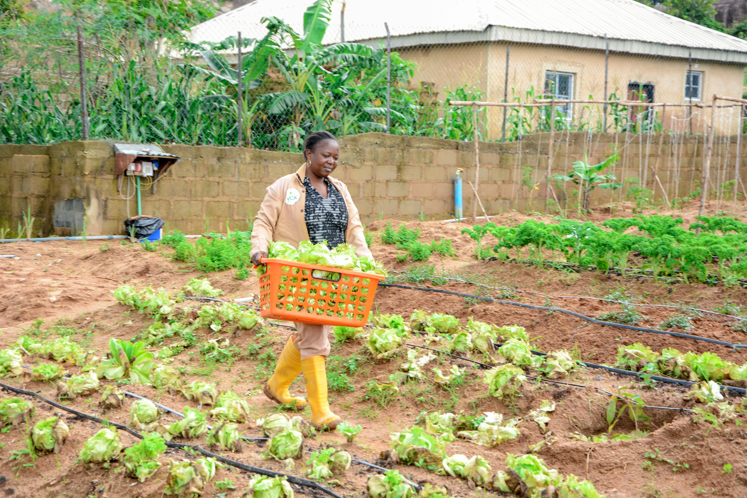 Fresh organic farming at Vizik Farm Market