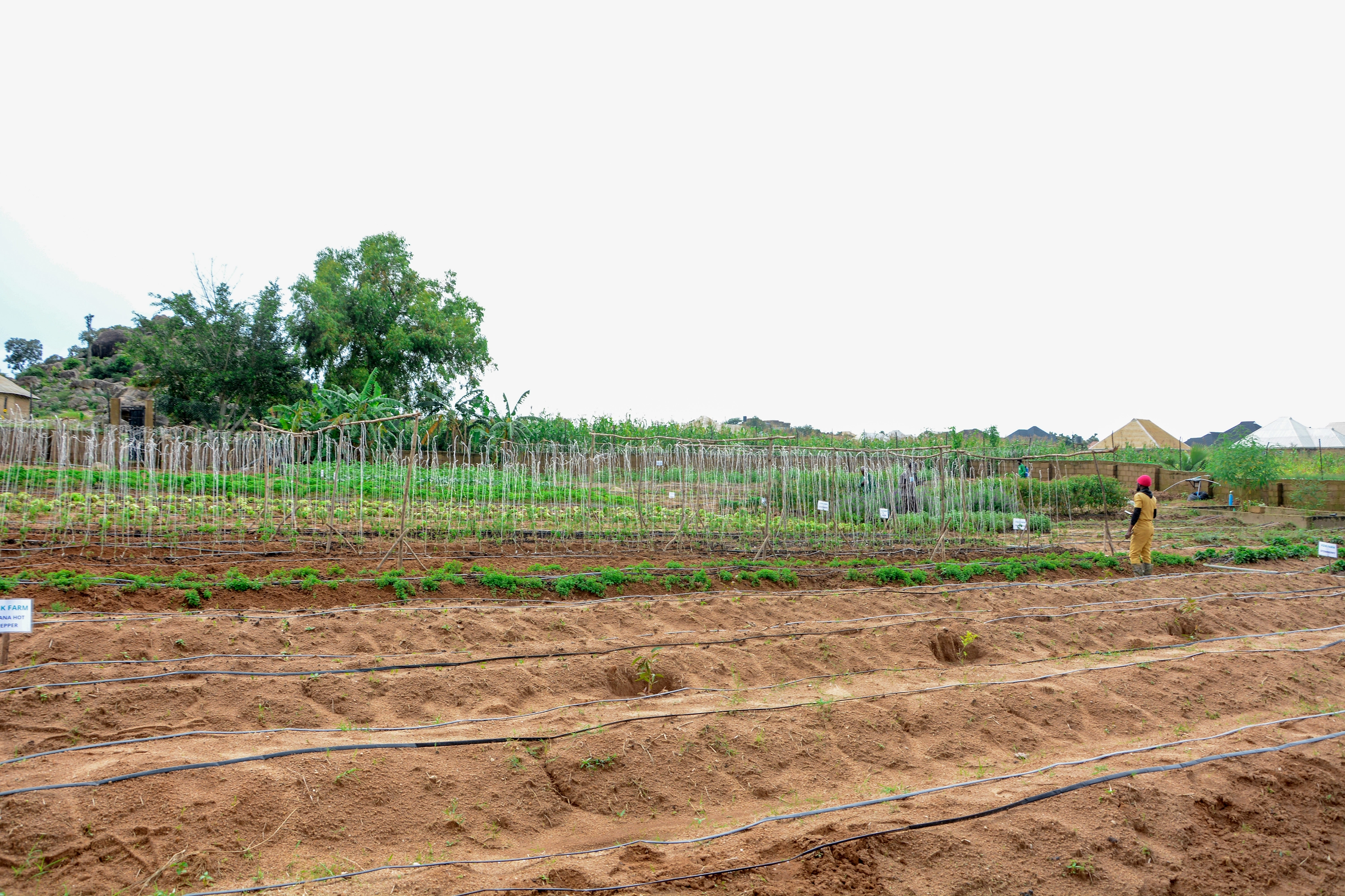 Vizik Farm — drip irrigation and growing crops