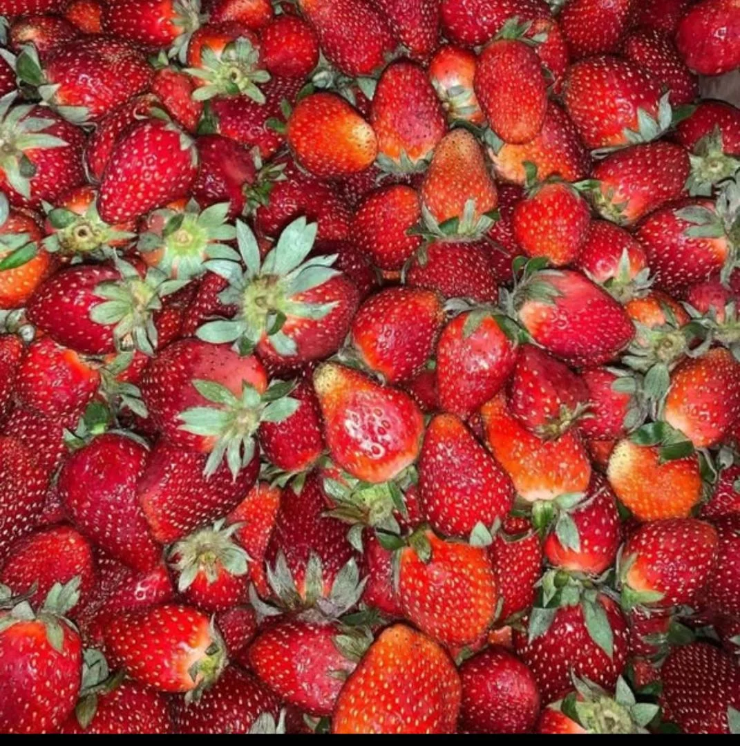 Fresh Strawberries from Vizik Farm Market