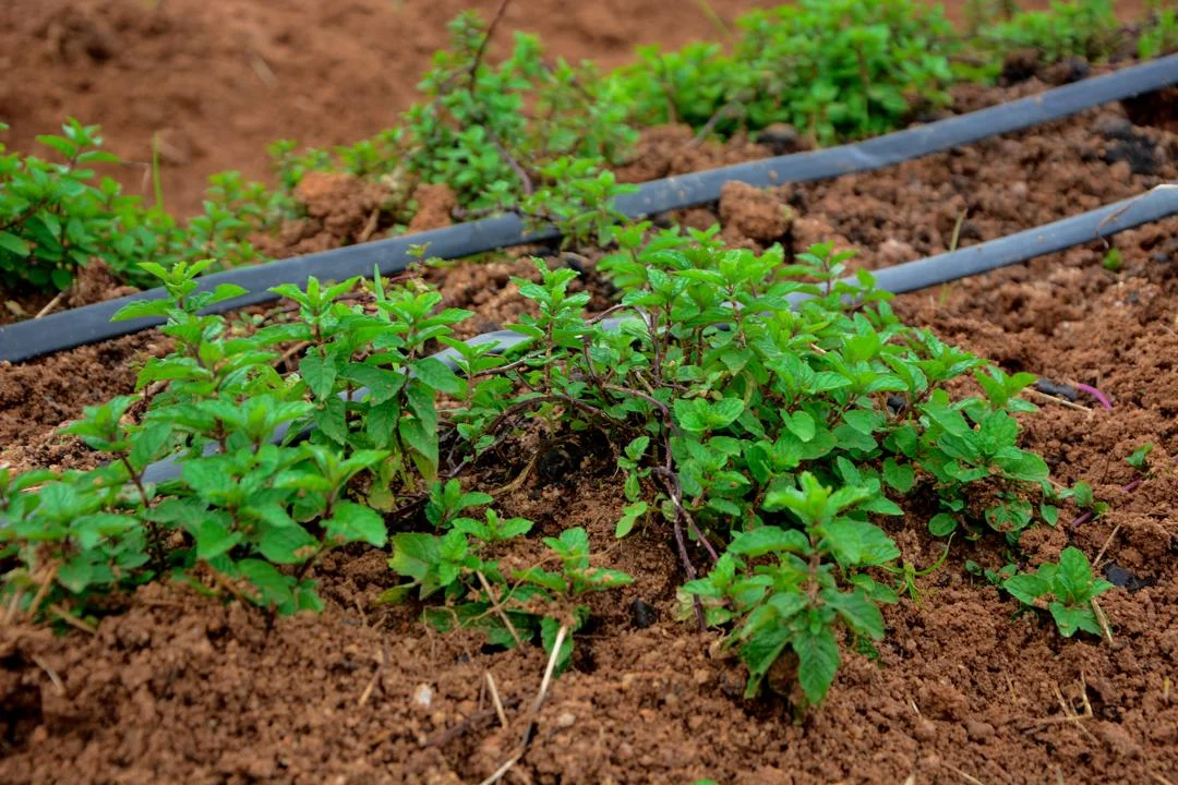 Fresh Mint Leaves from Vizik Farm Market