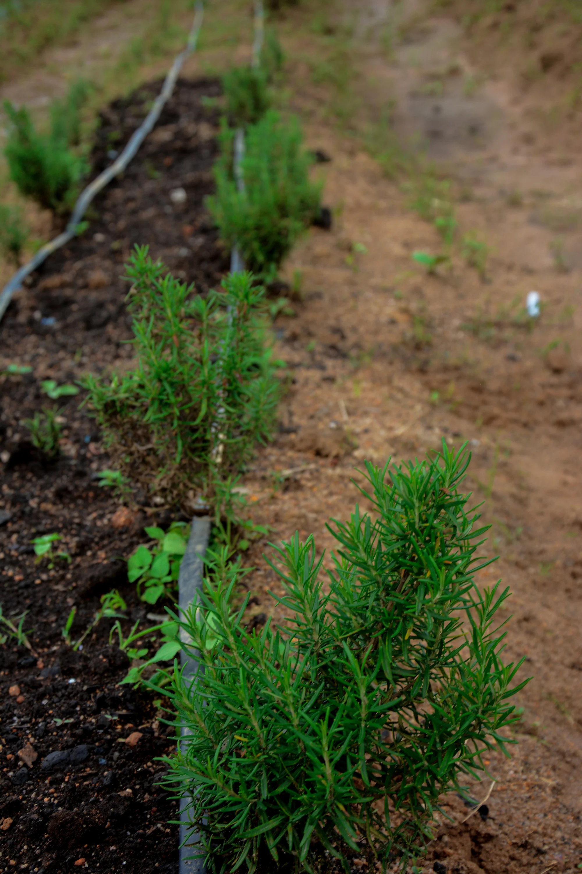 Fresh Thyme from Vizik Farm Market