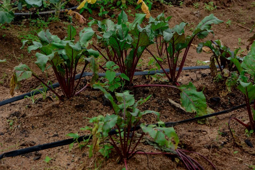 Fresh Beetroot from Vizik Farm Market