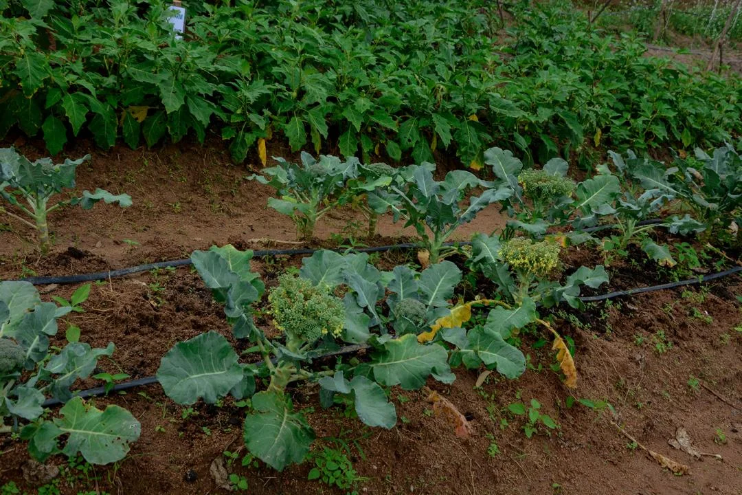 Fresh Broccoli from Vizik Farm Market