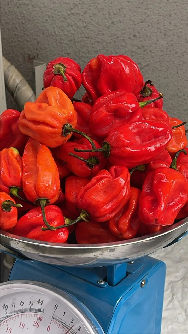 Habanero Peppers from Vizik Farm Market
