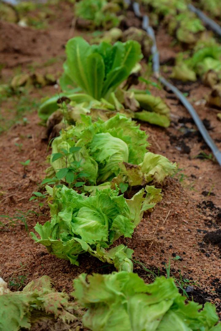 Iceberg Lettuce from Vizik Farm Market