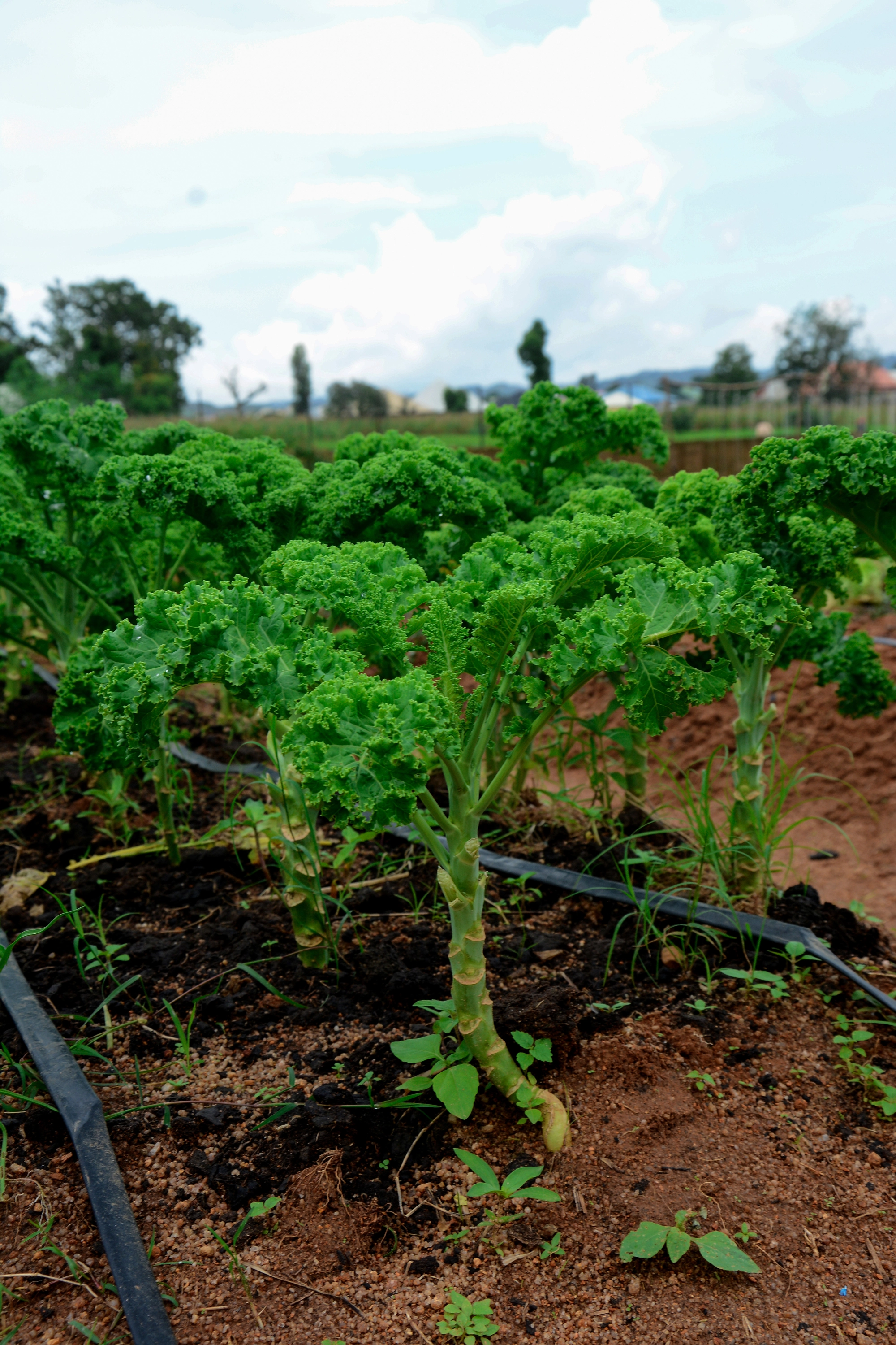 Fresh Kale from Vizik Farm Market