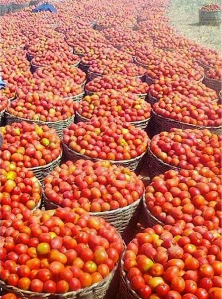 Fresh Tomatoes from Vizik Farm Market