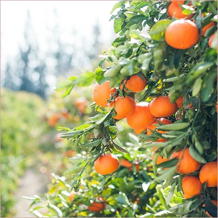 Sustainable organic farming vision